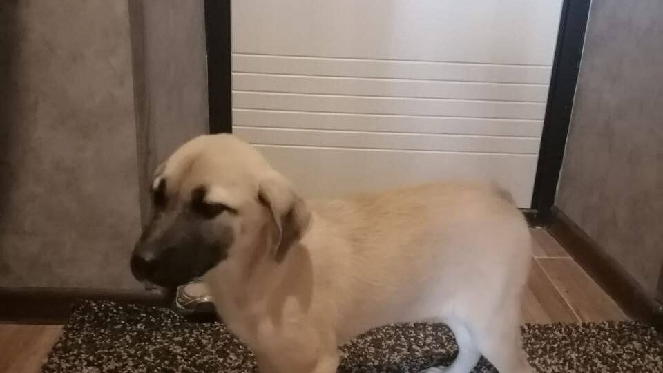 Репост, пожалуйста 🙏 Обратилась женщина в отчаянии