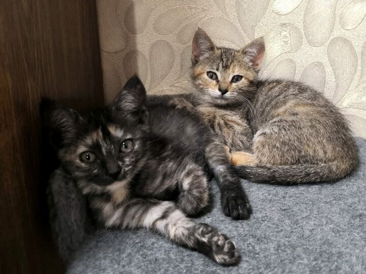 Котята-ребята ждут своего человека