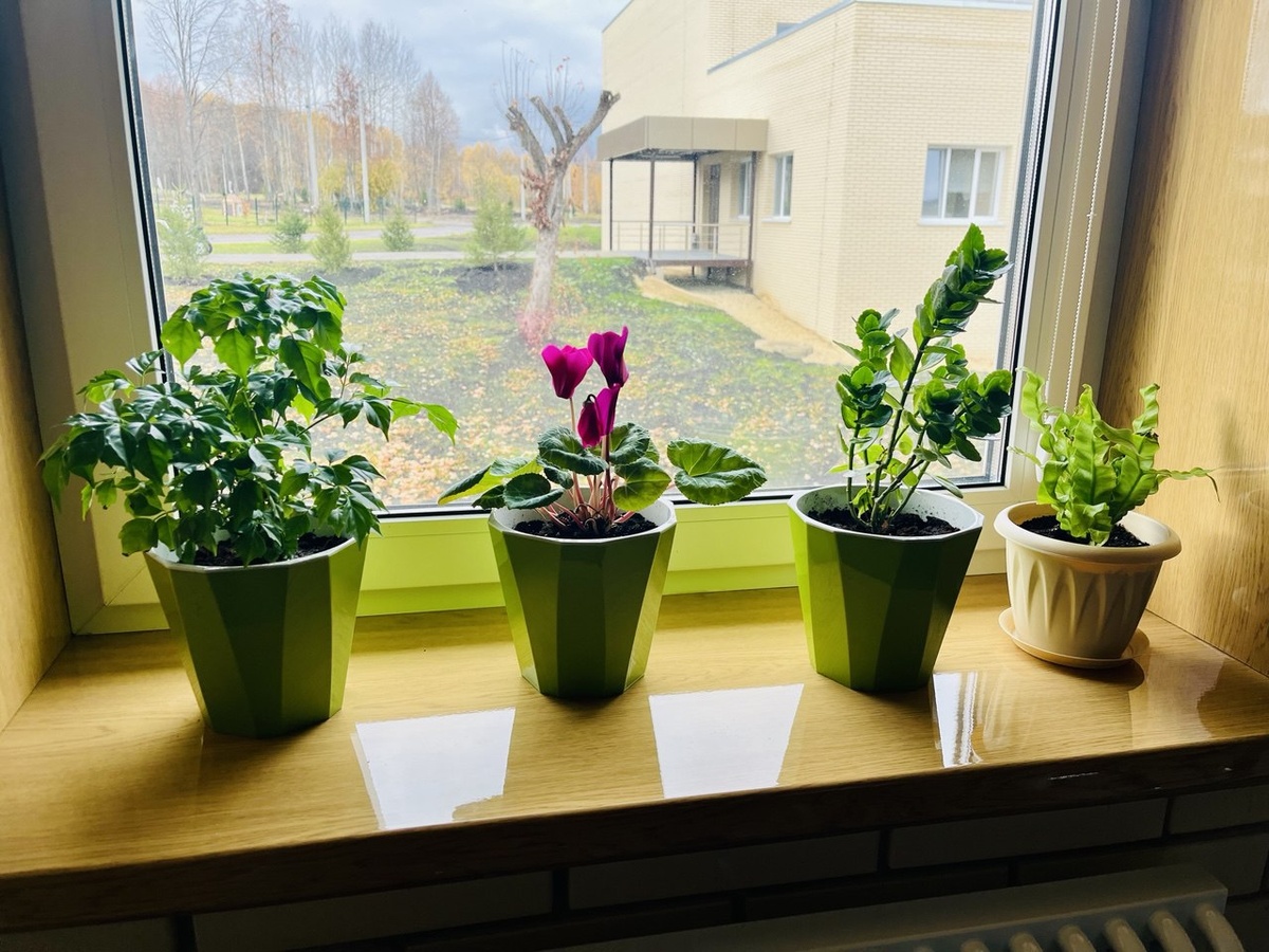 Фото новой прически нет. Зато есть фото, как цветы мои на работе пересадила. 