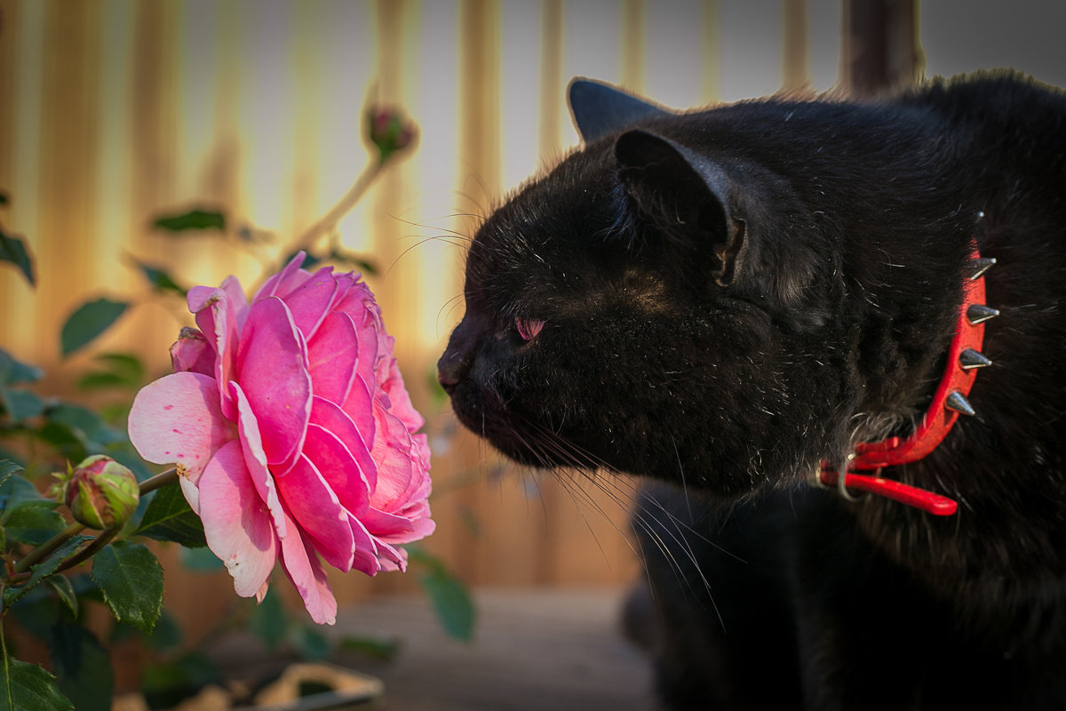 Автор фото Елена Якимова/Greenfingers
