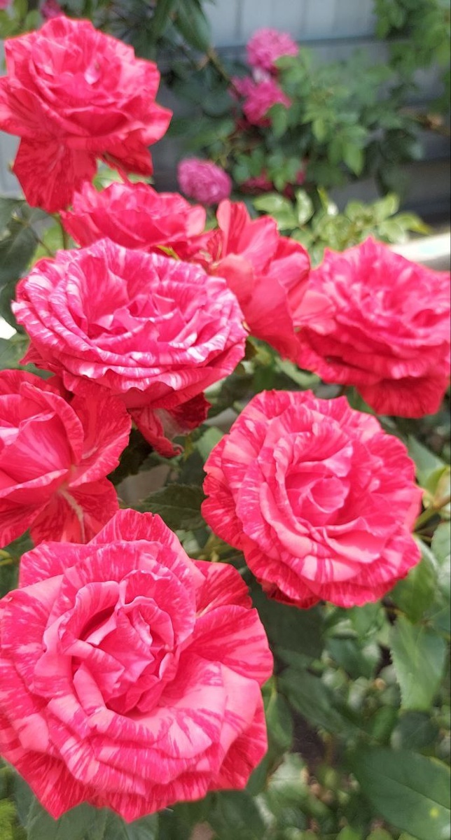 Роза Ред Интуишн.