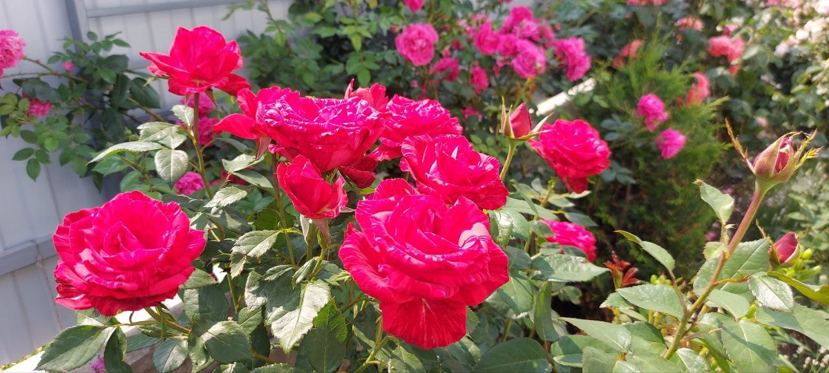 Роза Ред Интуишн.