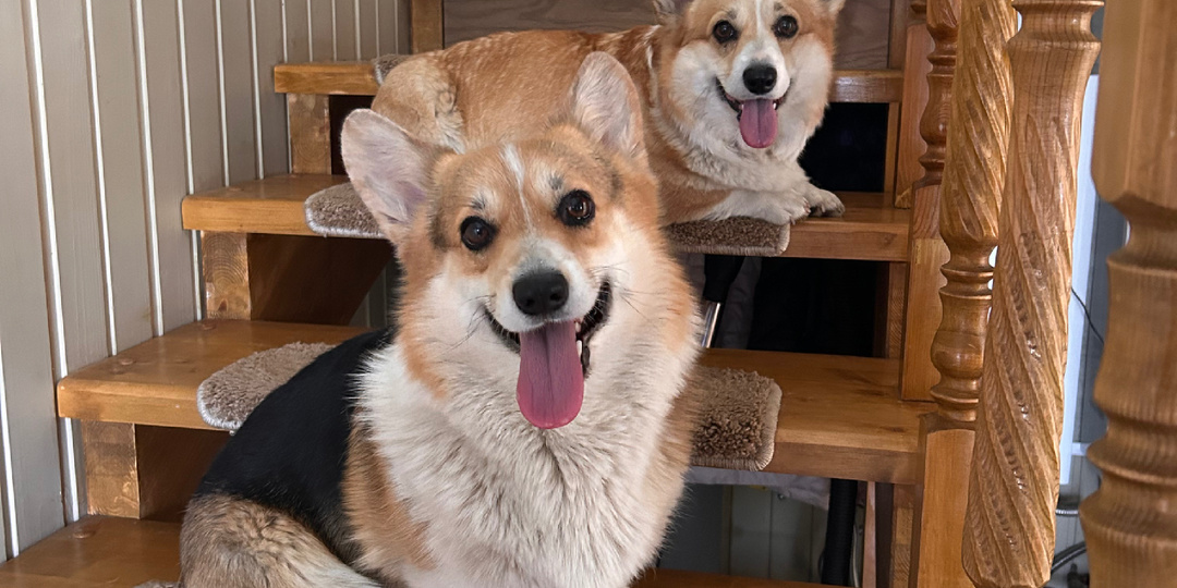 Новости от Мэри и Мэгги: дождевики, прогулки, надежда на дачу! 🐶🗞️👅