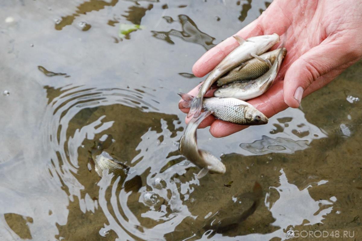    Фото: Gorod48, источник: gorod48.ru