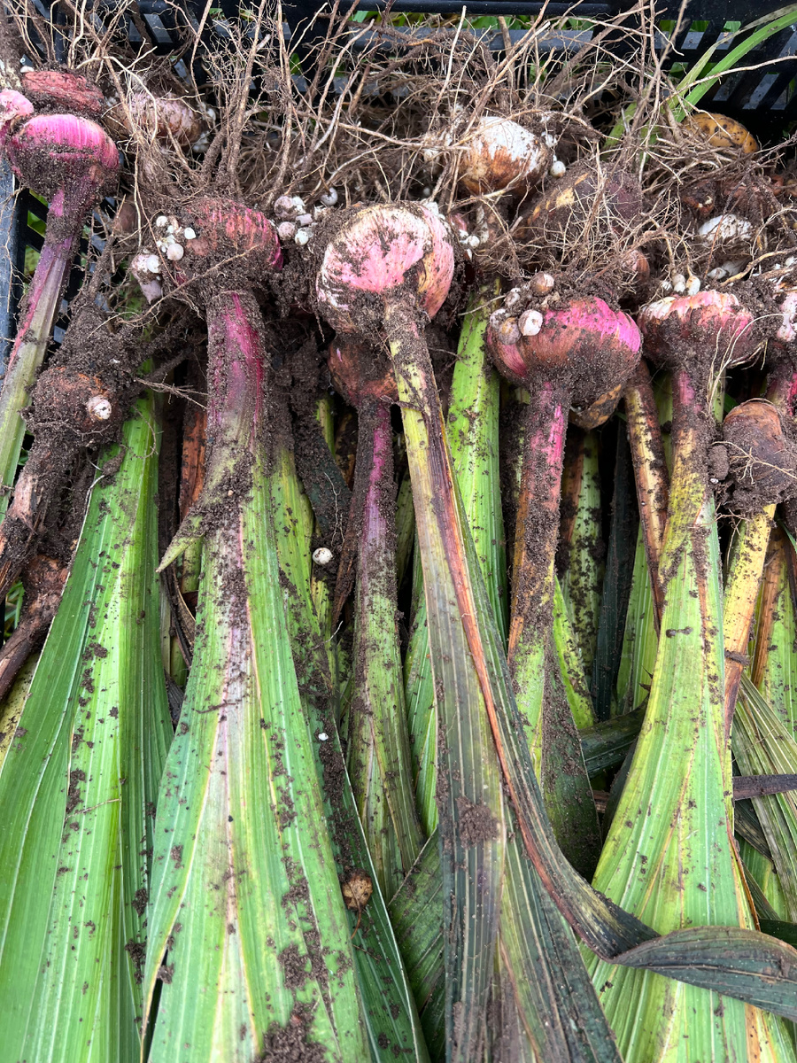 Сразу после выкопки 