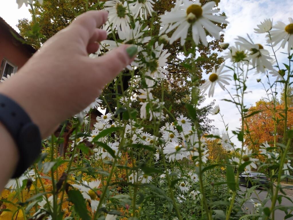 Ромашка канадская леукантемелла