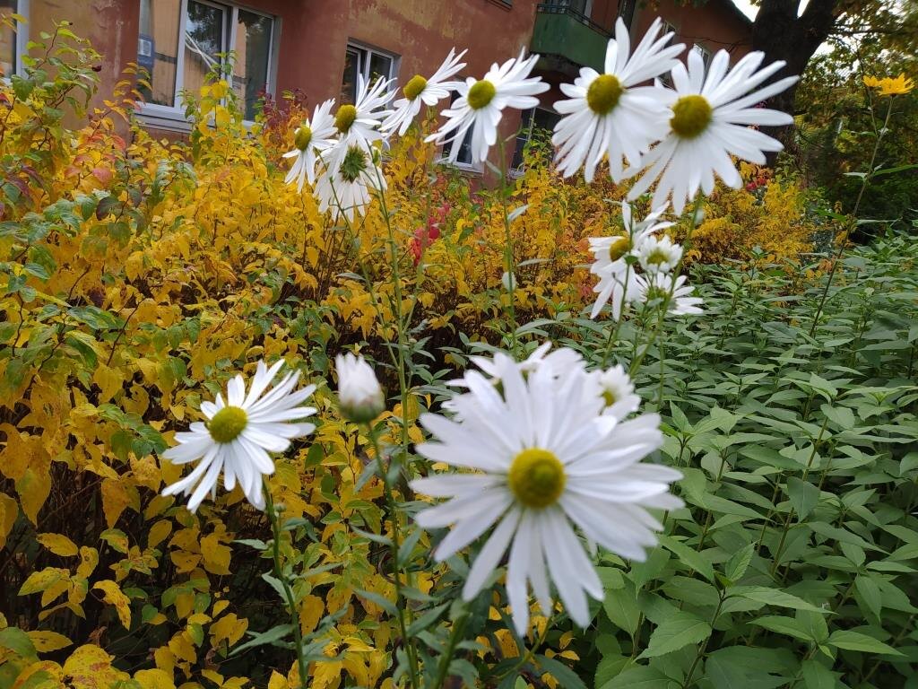  Ромашка канадская леукантемелла