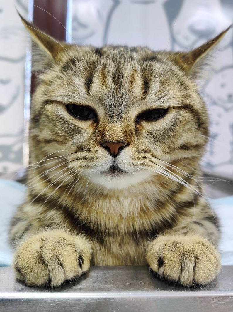 Вирусы иммунодефицита могут протекать бессимптомно.