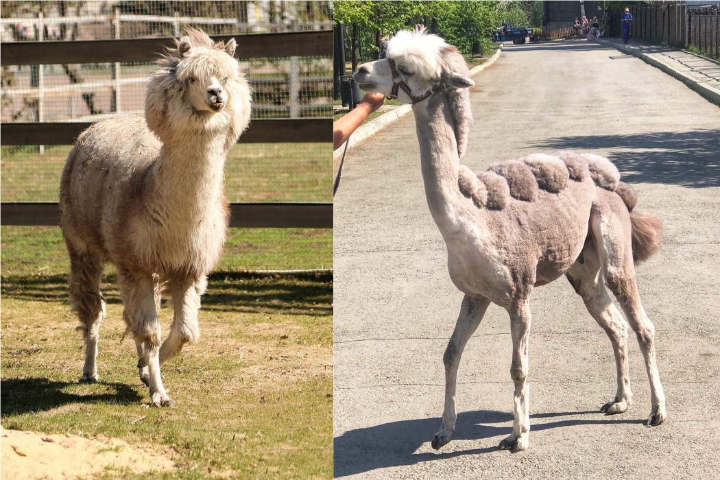    Фото превью: «Челябинский зоопарк»/vk.com