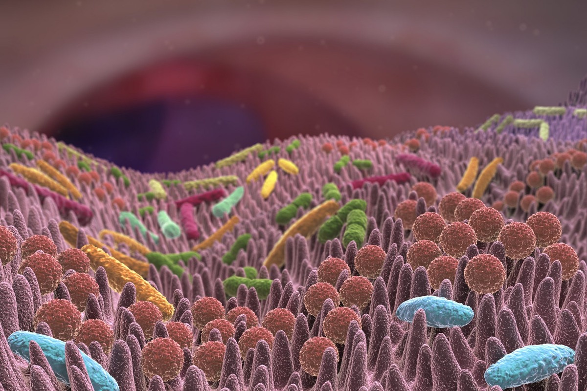 В кишечнике очень большое разнообразии бактерии, не все бактерии будет являться "плохими"