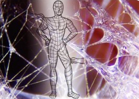 Фасции и их состояние, растянутые или сжатые, определяют форму вашего тела. А также боль и состояние обменных процессов.