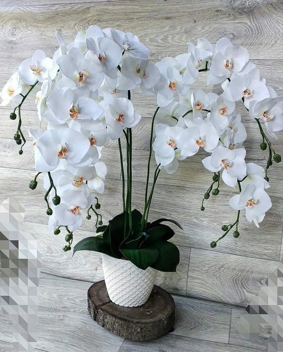 Орхидея белая королевская