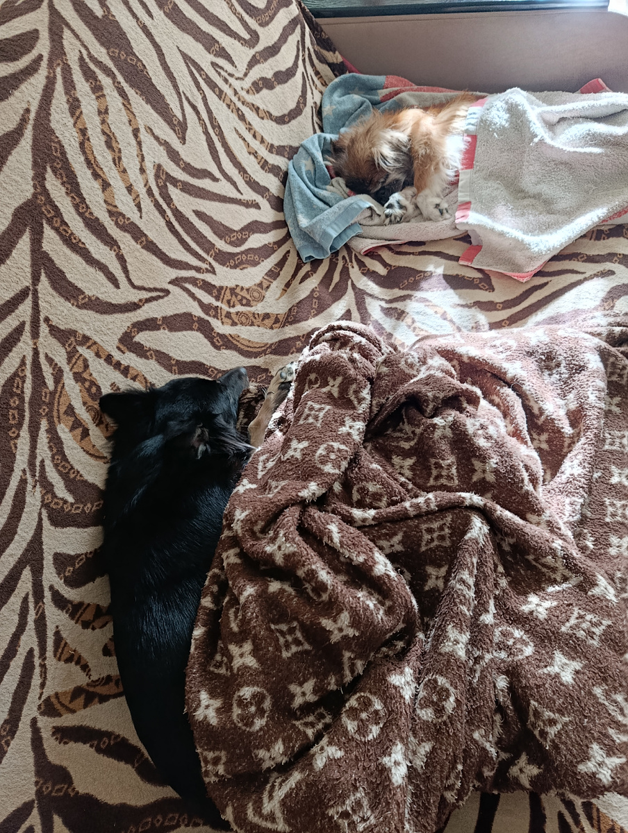 Фото автора. Диван только для них! 