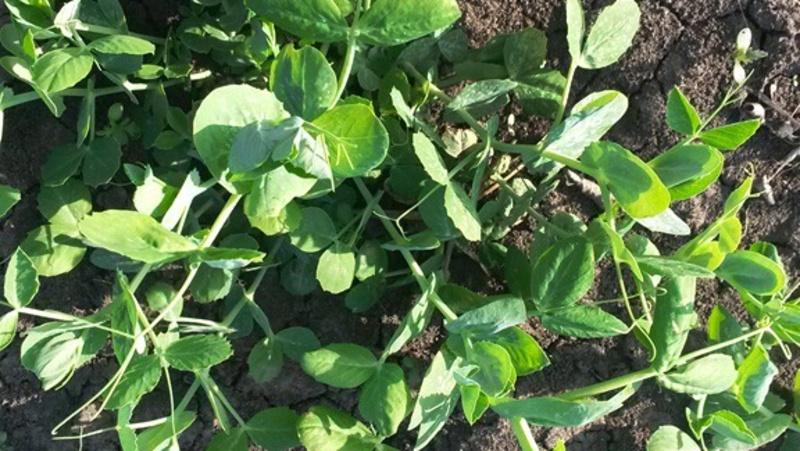      Фото: Россельхозцентр по Ставропольскому краю