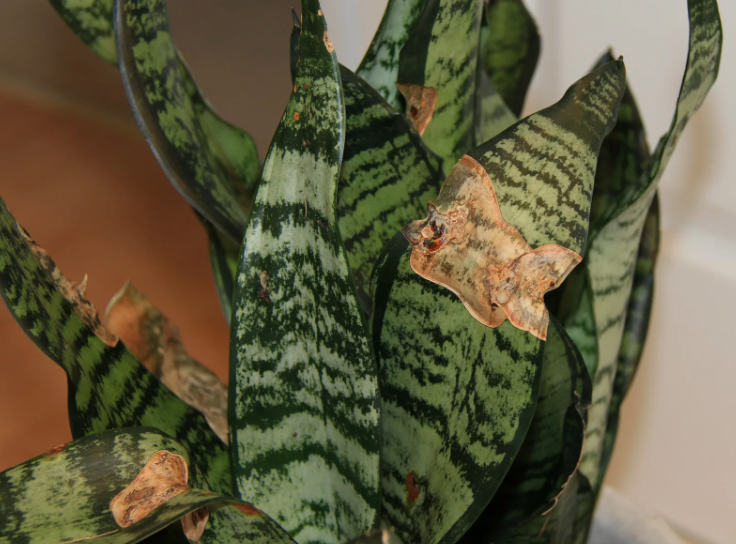 Источник фото: gardening.stackexchange.com