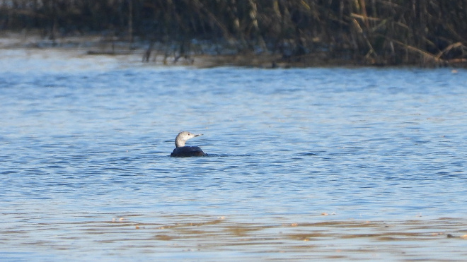 Фото: Нижне-Свирский государственный заповедник