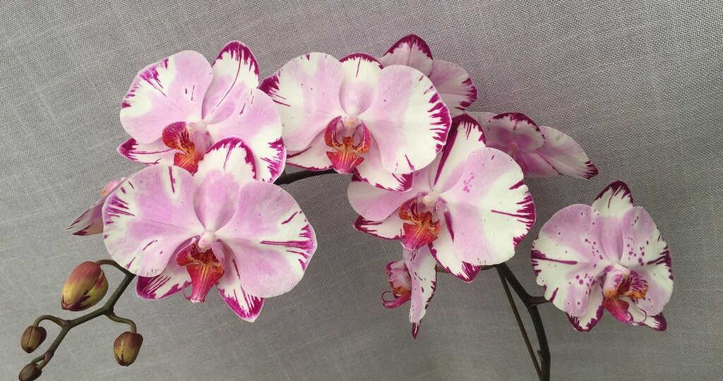 Почему орхидея сбрасывает бутоны, даже если уход идеальный? Я нашла настоящую причину