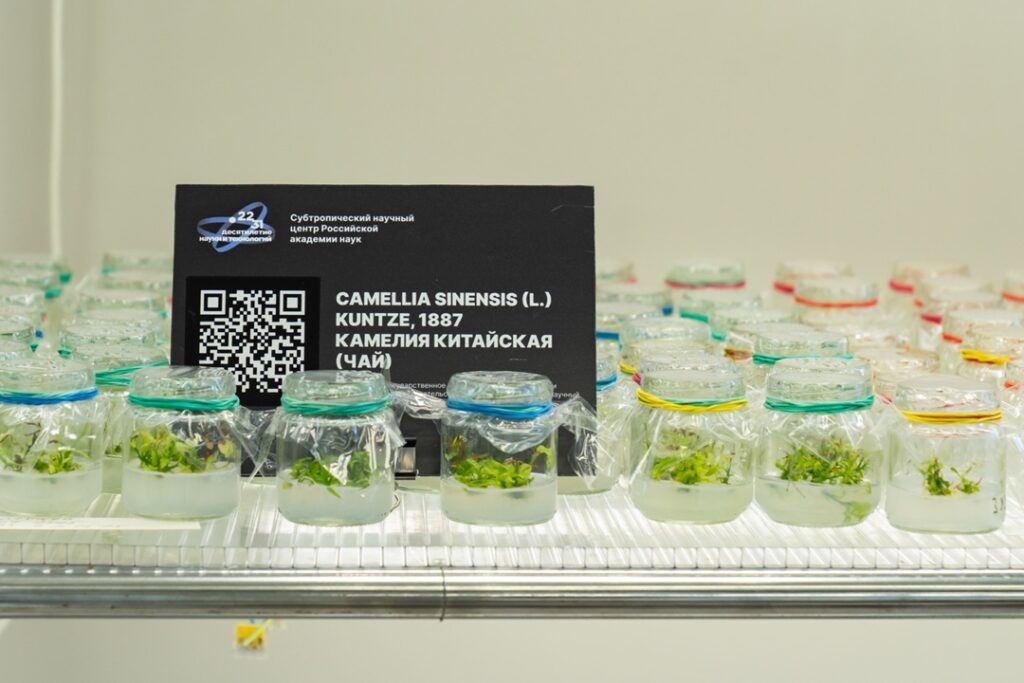 Субтропический научный центр РАН