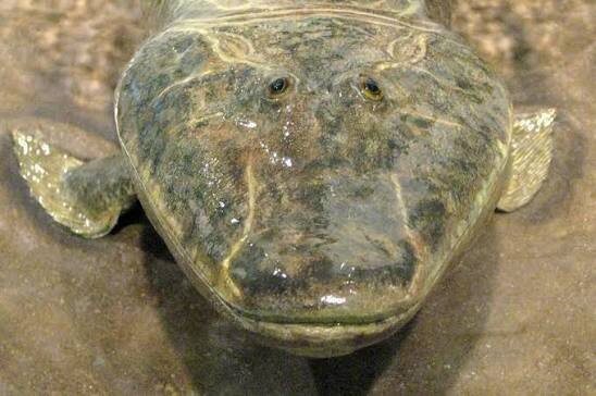 Тиктаалик – предок, а скорее родственник предка всех наземных позвоночных.