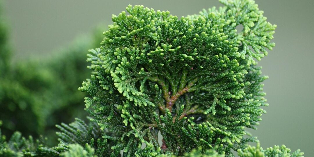 Туя зимой не спит — она страдает: как помочь ей пережить холод без потерь