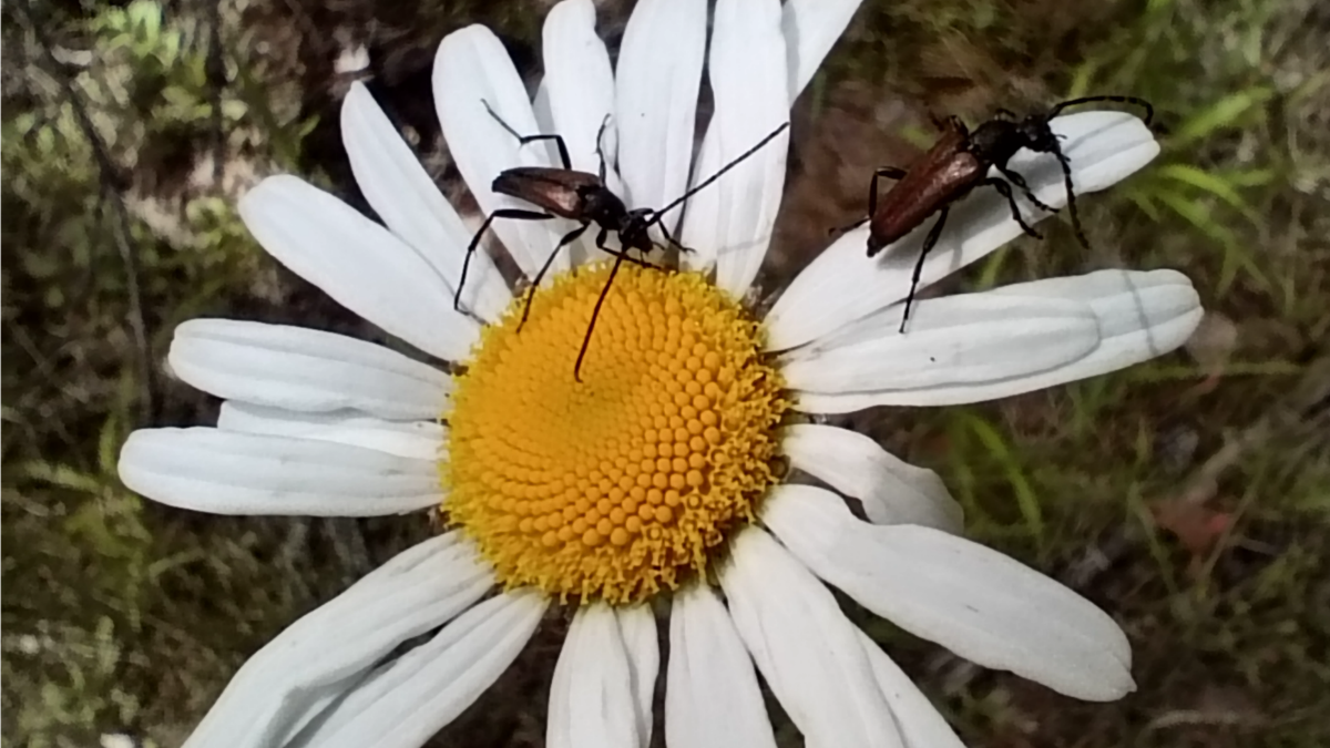 Жуки - Чернозадые Лептуры