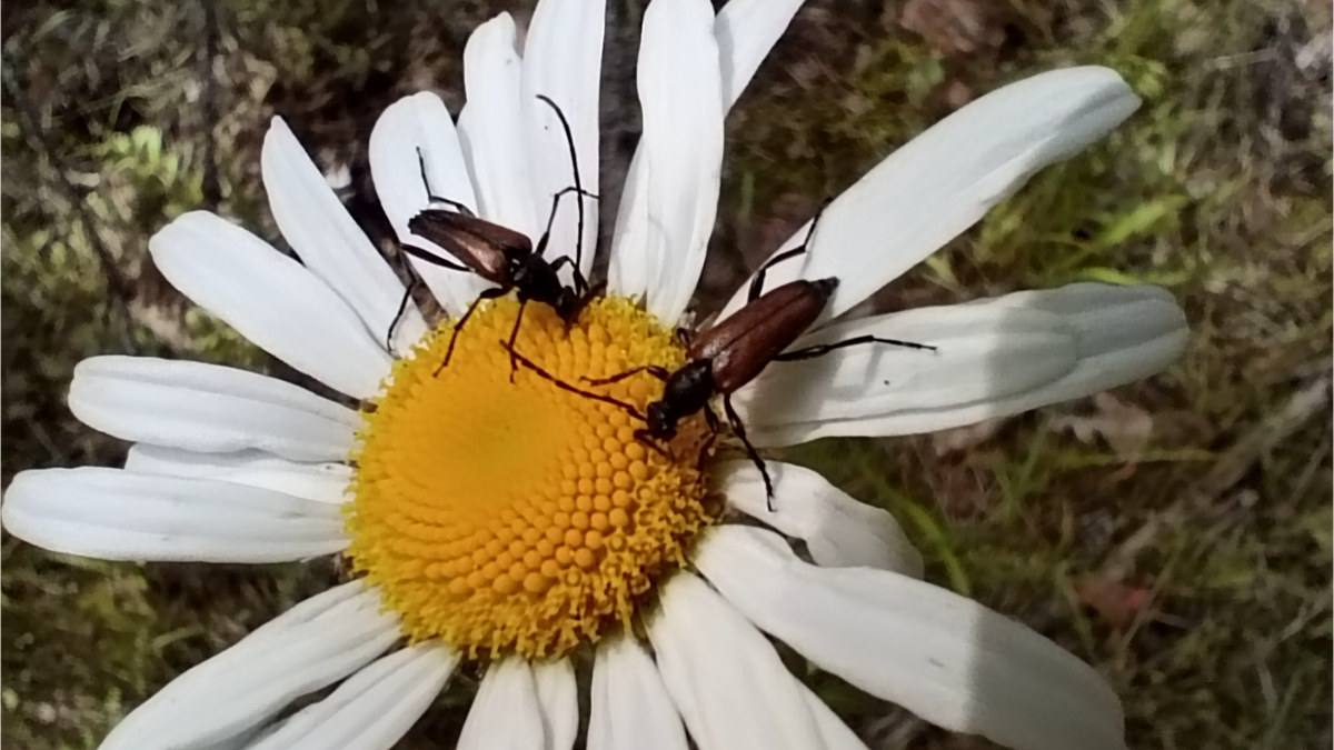 Жуки - Чернозадые Лептуры