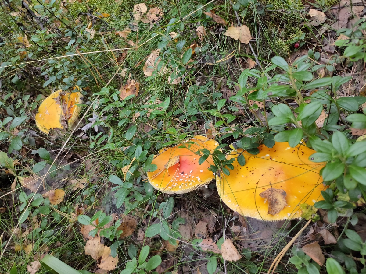 Мухоморы Санкт-Петербург