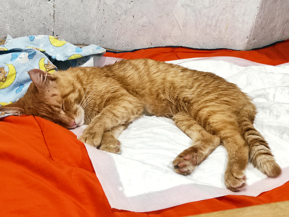 Спит моё солнышко 