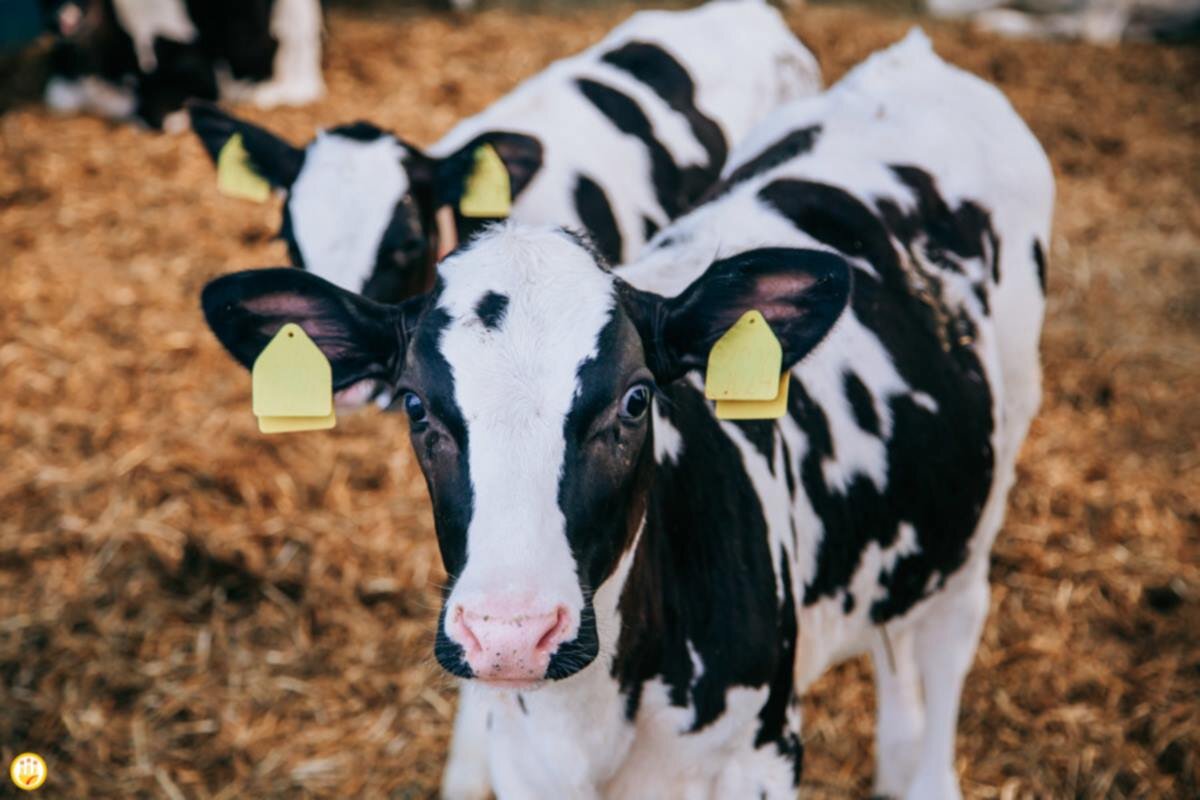    Фото: Минсельхоз Чувашской Республики, источник: agro.cap.ru