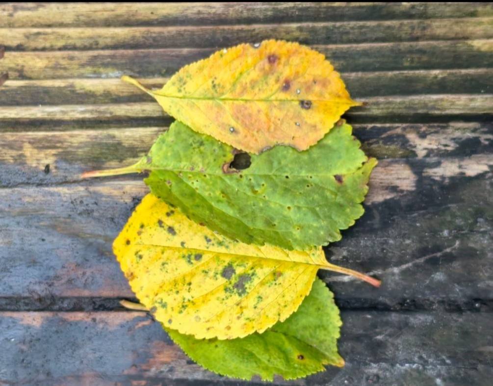 Листья вишни