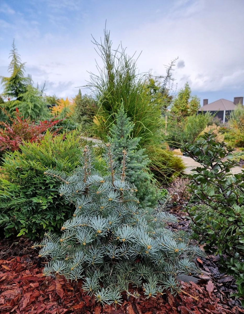 Да, здесь всего много. В центре внимания - Abies concolor 'Hexe', слева - нандины, за ней - пересорт Ель канадская (возможно, 'Rainbow's End'). Нечто лохматое - Platycladus orientalis 'Franky Boy'. Ветка справа - крона Ilex meserveae ´Little Pirate’. 