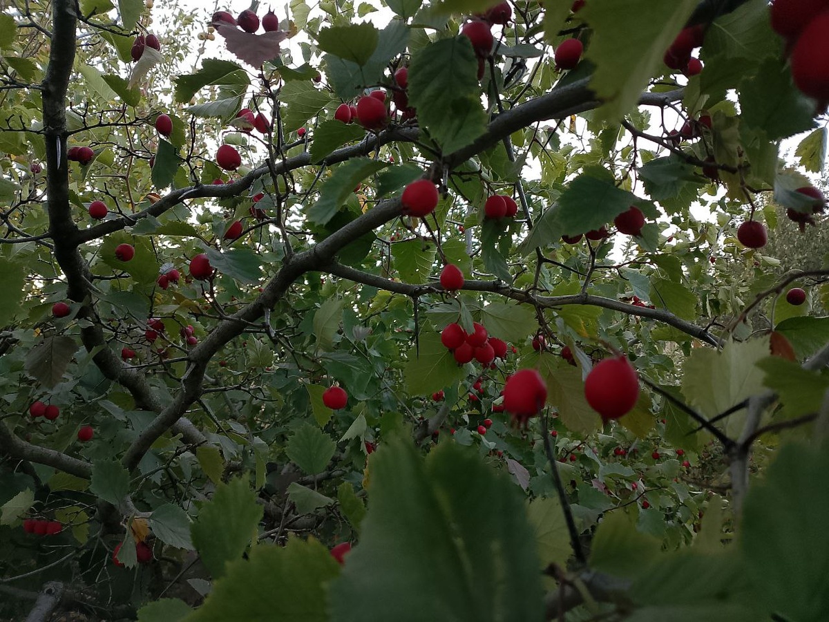 Две ягоды попали на собственные иголки