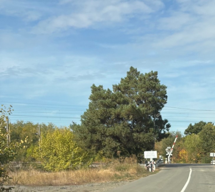    природа Алексеева Наталья