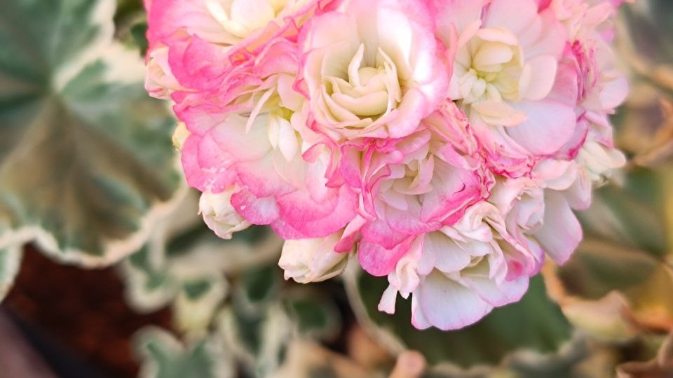 15 розебудных пеларгоний