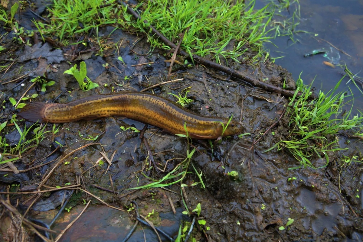 Это мистер Вьюн спешит к нам на интервью