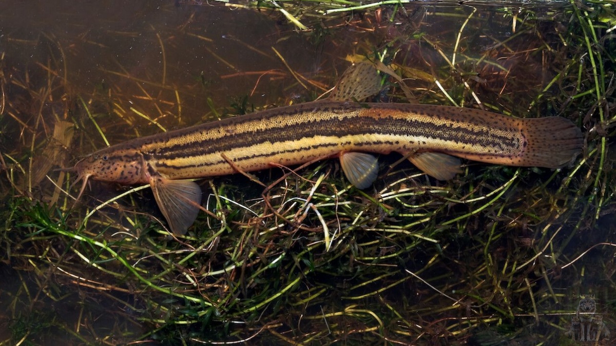 Пока на мне мой камуфляж меня никто не видит