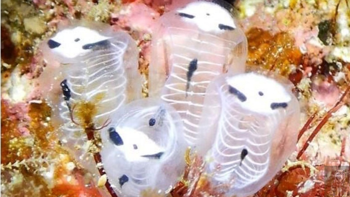 Это не панды а кобры какие то