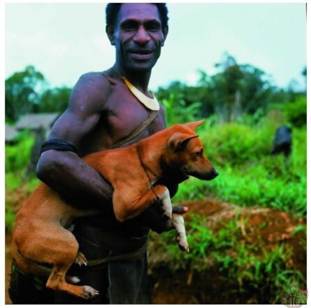 Моя карманная собачка умеет добывать еду. А что умеет делать ваша?