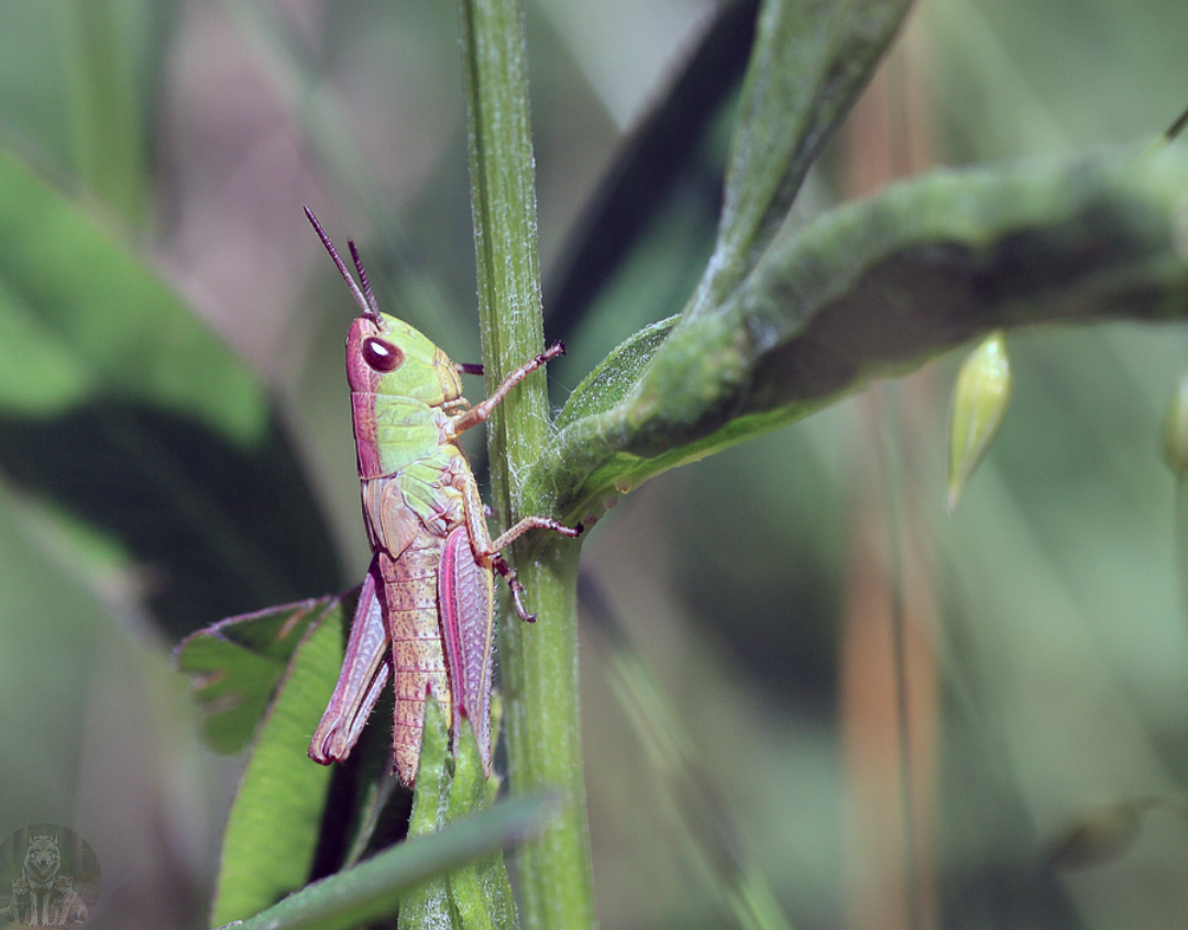 Когда еще неопределился с цветом