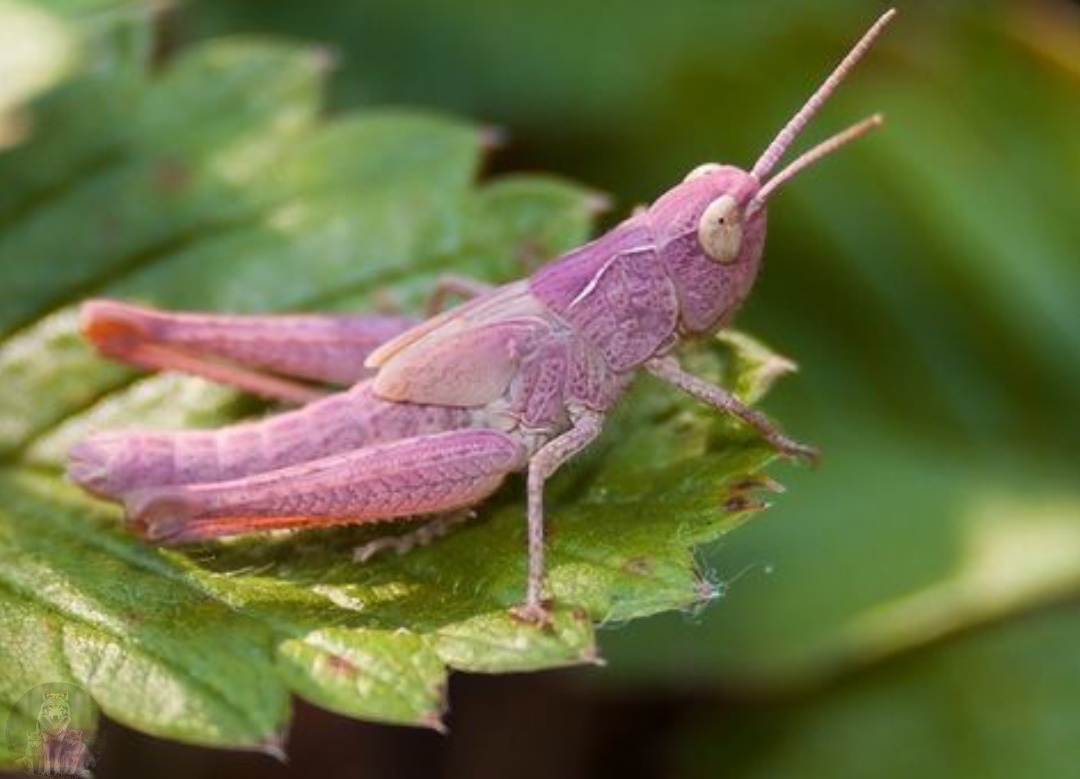 Придется примкнуть к стилягам. Пацаны меня не поймут