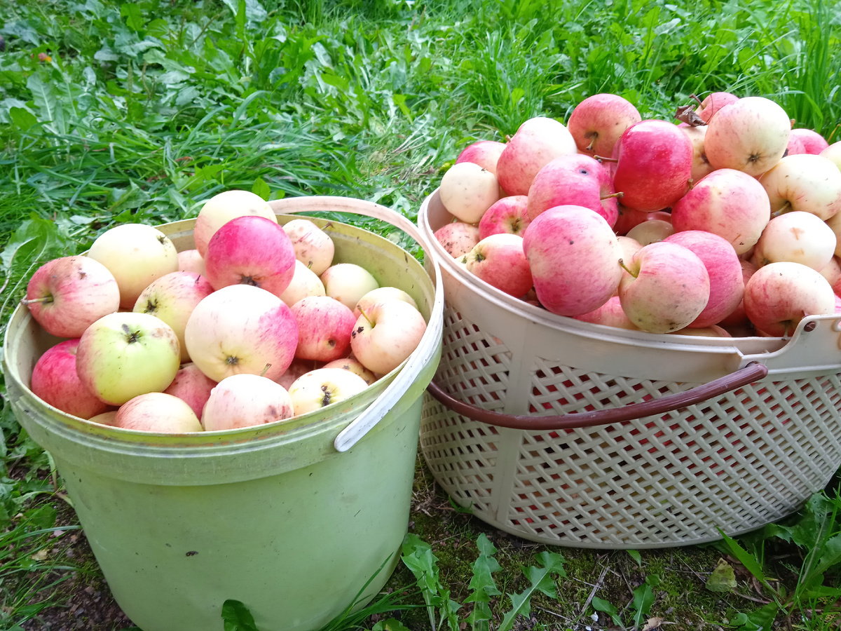 Ароматные и сочные яблоки с нашей дачи