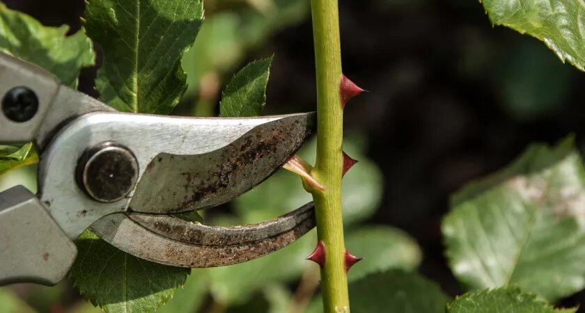    Ни в коем случае не обрезайте эти 4 растения осенью – весной точно не будут цвести