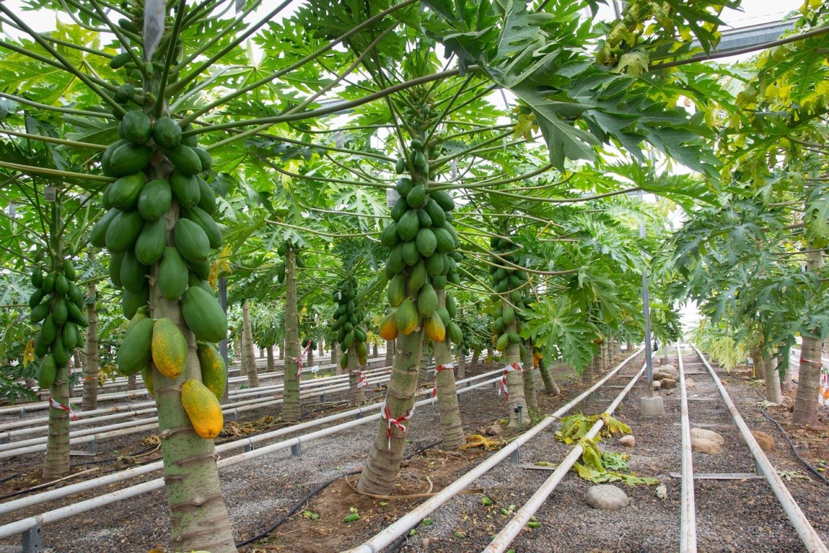 Папайя в теплице