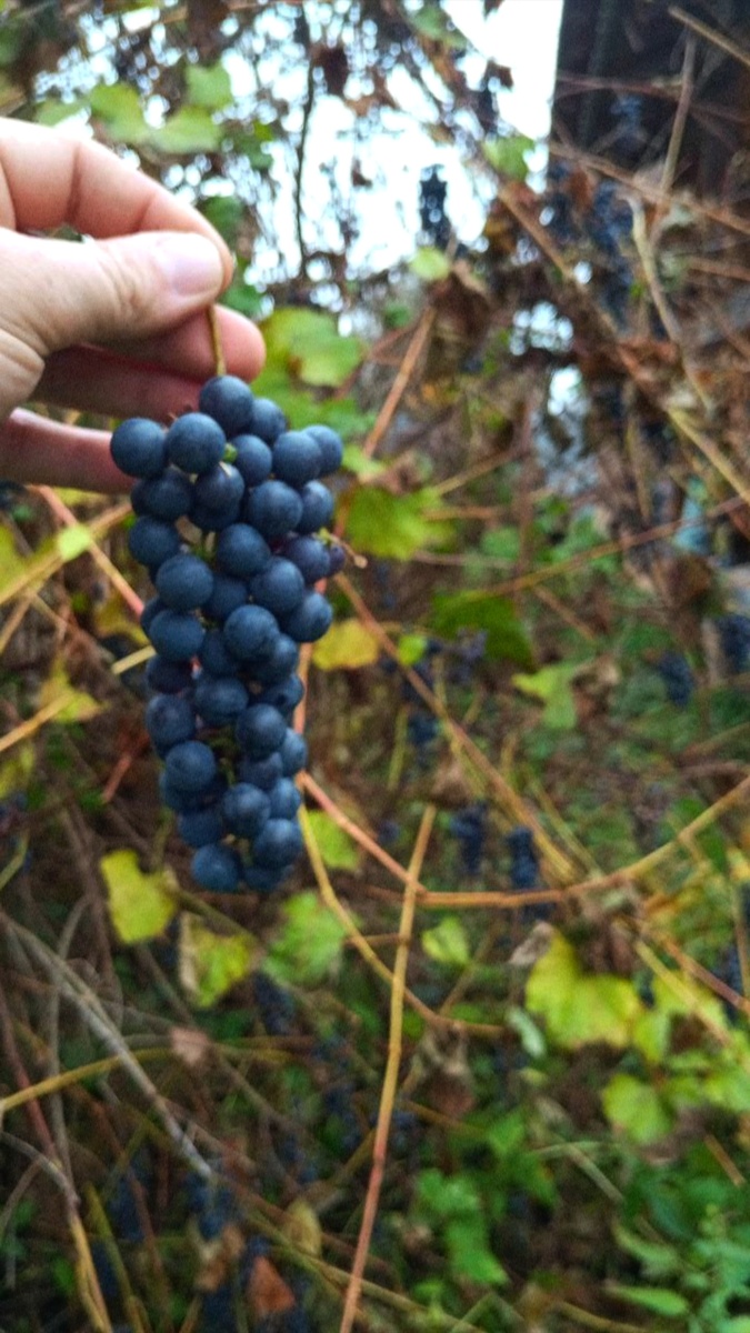 Сок из винограда Изабелла в домашних условиях