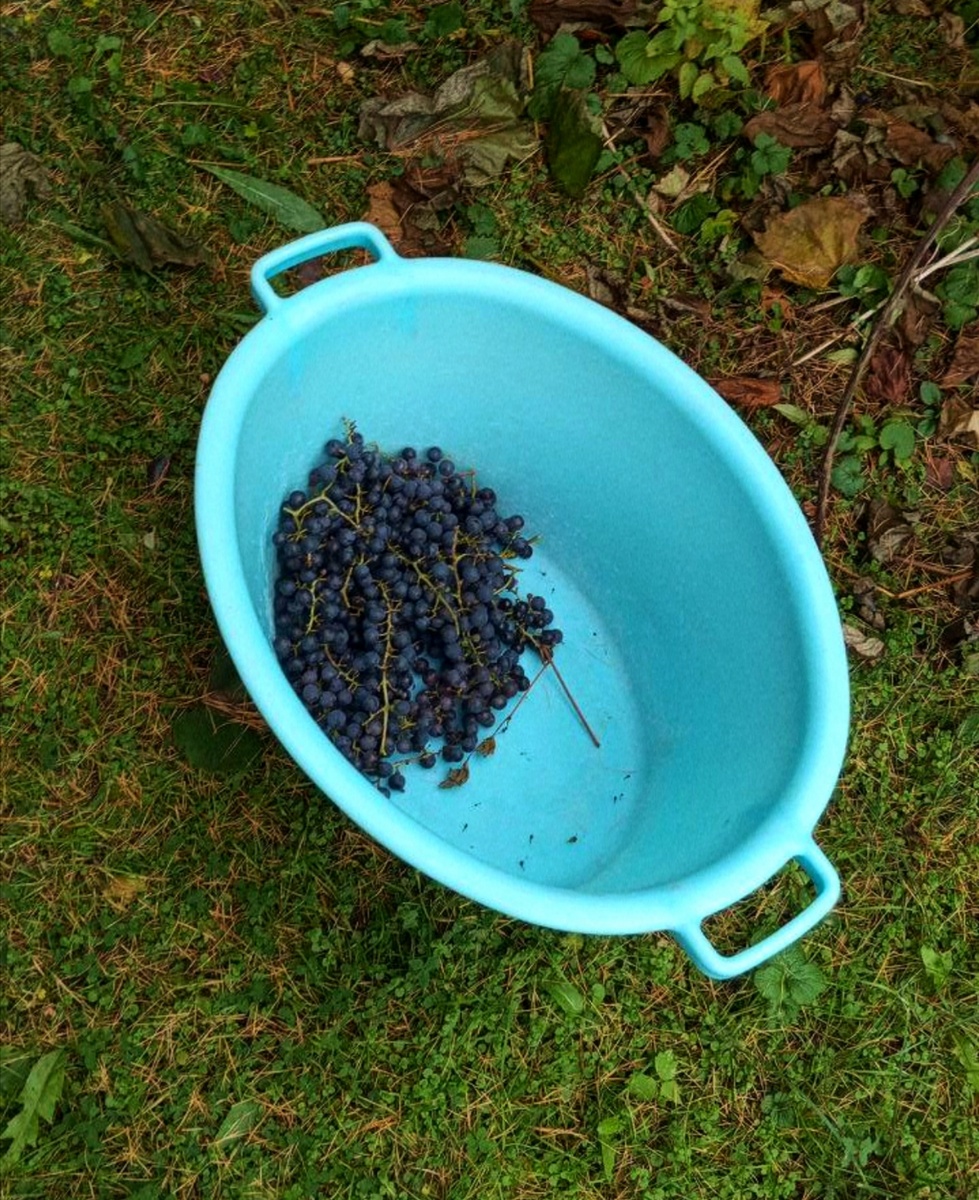 Как сделать сок из винограда Изабелла дома