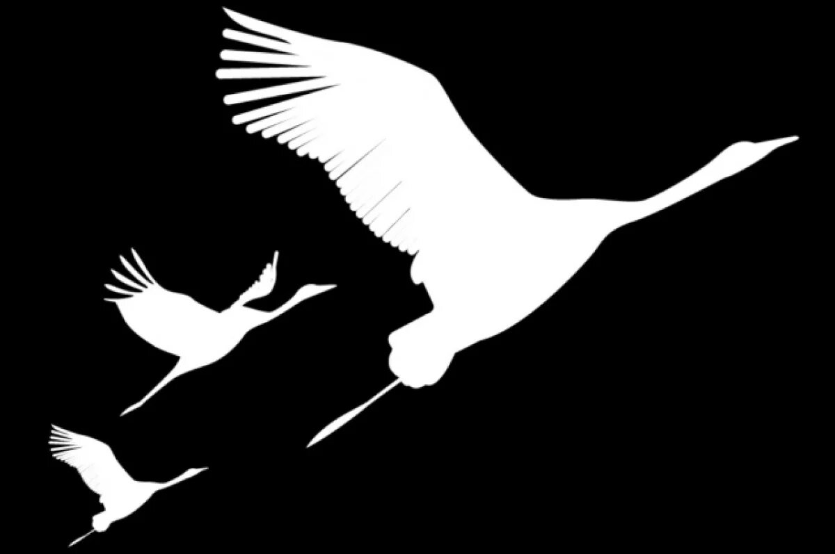    В Калининграде прошла акция «Дни белых журавлей» в память о павших воинах