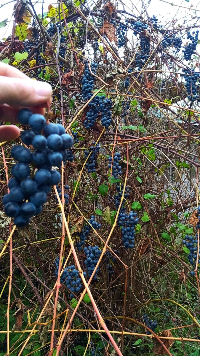 Домашнее вино из винограда Изабелла