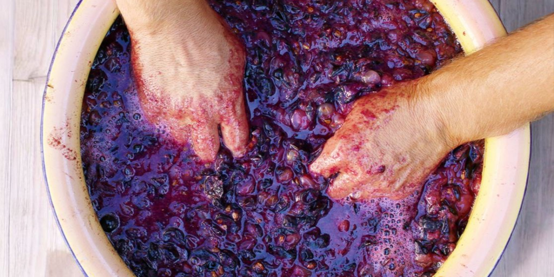 Домашнее вино из винограда: простой рецепт для начинающих пошагово