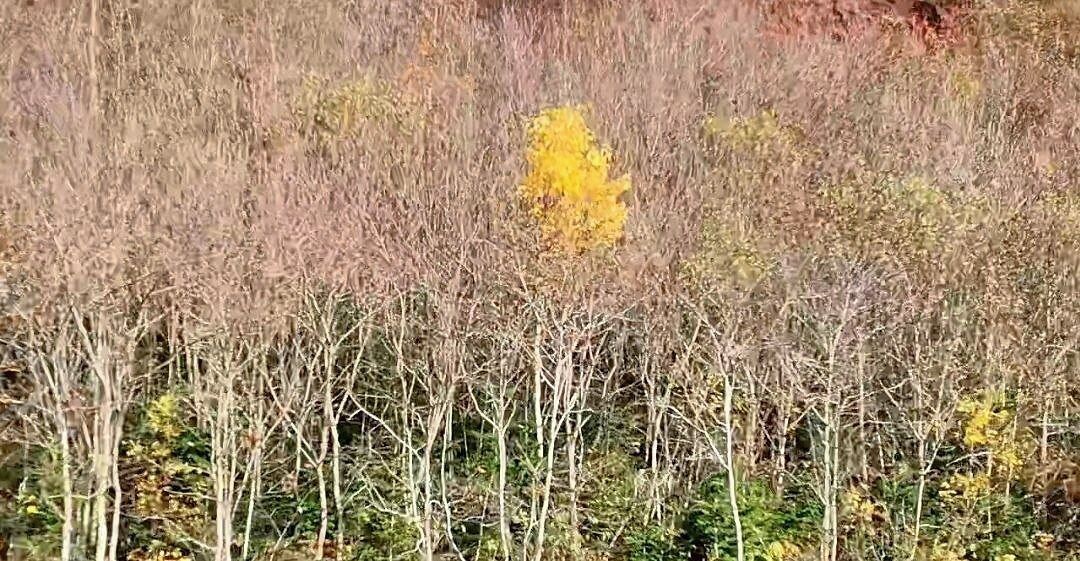 Береза золотится среди уже облетевшей ольхи. 