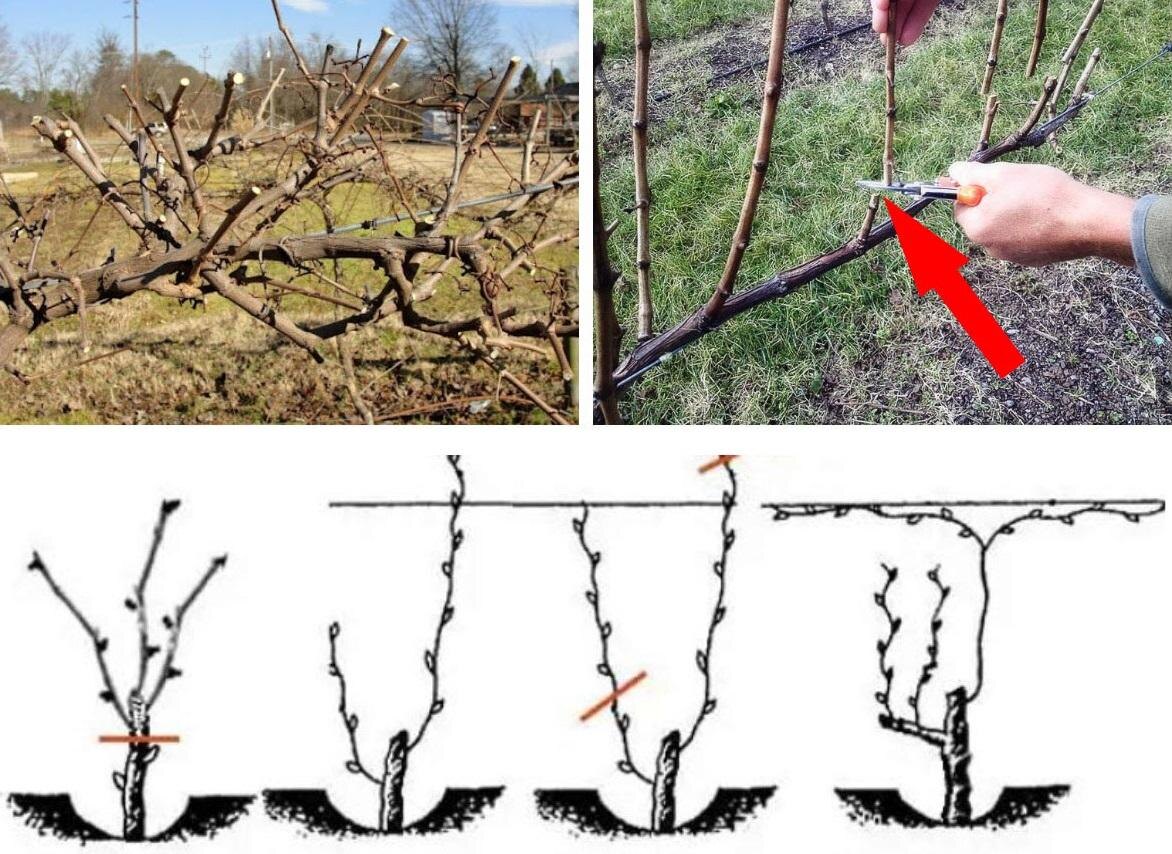 Как обрезать виноград осенью